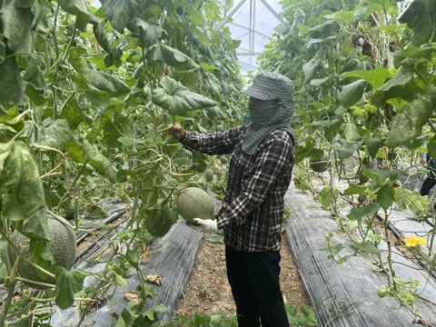 Vĩnh Phúc: Nông dân ứng dụng công nghệ 4.0 đem lại hiệu quả kinh tế cao