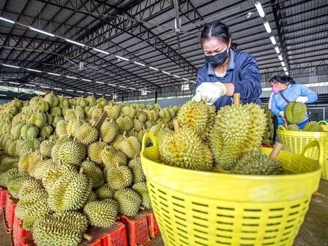 Kim ngạch xuất khẩu rau quả dự kiến sẽ bứt phá hơn trong năm 2024