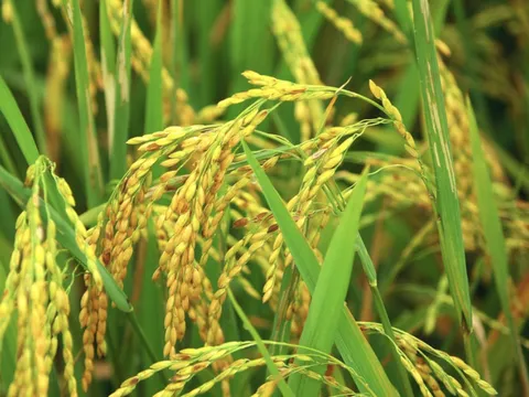 Phương pháp trồng lúa mới góp phần giảm biến đổi khí hậu và tăng thu nhập cho nông dân miền Tây