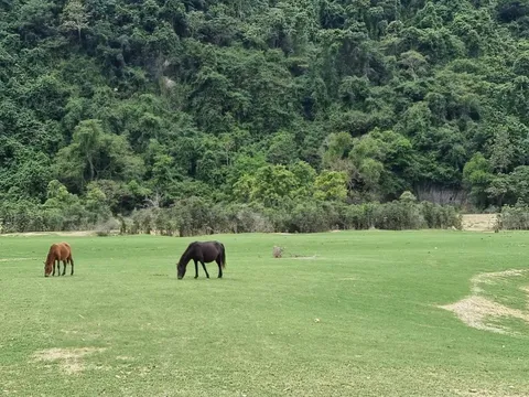 Lạng Sơn: Điểm đến thảo nguyên xanh Đồng Lâm (Hữu Lũng) thu hút du khách