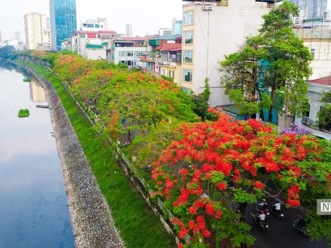Hoa phượng rực đỏ trên nhiều tuyến phố Thủ đô