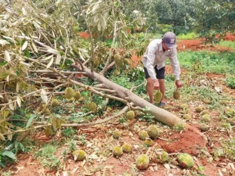 Nông dân thấp thỏm nỗi lo sầu riêng mất mùa