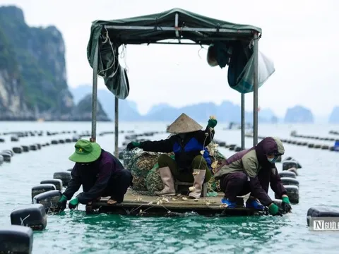 Gắn bảo tồn với phát triển du lịch sinh thái biển