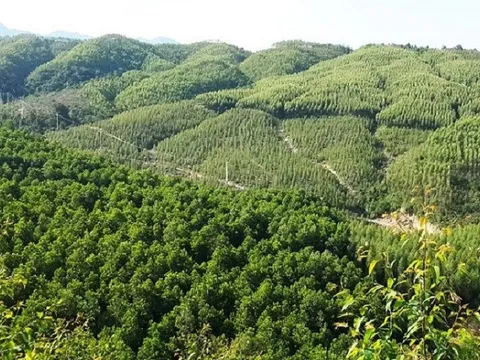 Đối tượng được giao đất rừng sản xuất không thu tiền sử dụng đất, nhiều người cần biết