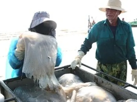 Săn "lộc biển", ngư dân bỏ túi vài triệu mỗi ngày