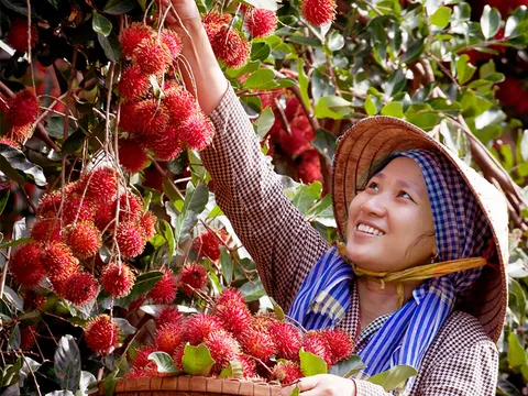 Phát triển bền vững nông nghiệp, kinh tế nông thôn và nông dân sau gần 40 năm đổi mới (kỳ 1)